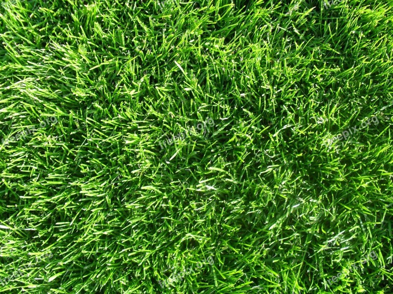 Grass Background Texture Meadow Grasses