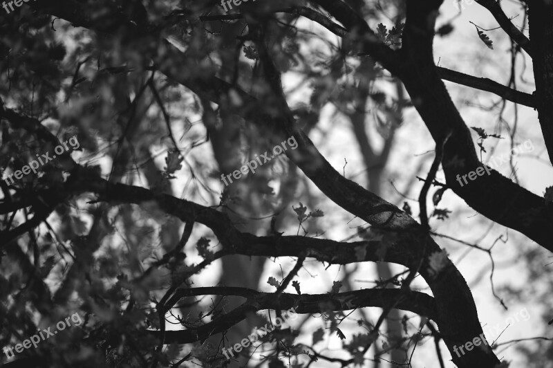 Branches Wreaths Trees Forest Treetops