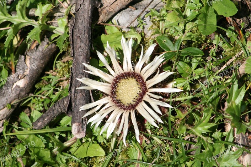 Austria Wildflower Alpine Flowers Silver Thistle Meadow Flower