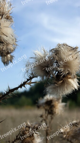 Meadow Herbs Nature Plant Garden