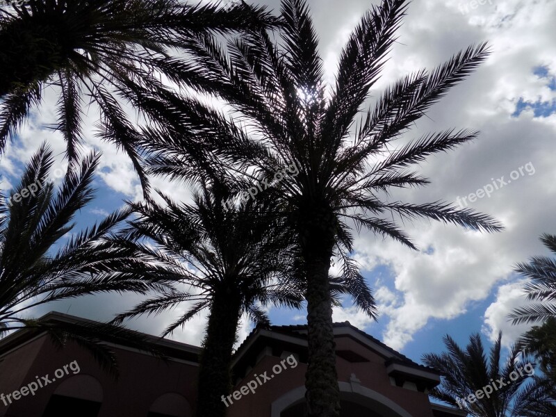 Palm Tree Florida Palm Tropical Tree