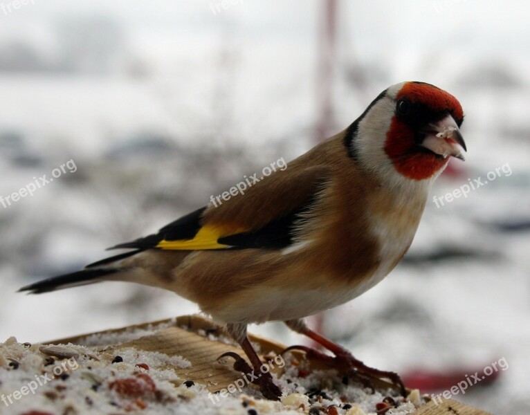 Stieglitz Bird Winter Feeding Place Nature