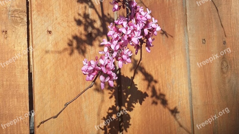 Flowers Pink Shadow Pink Flowers Nature