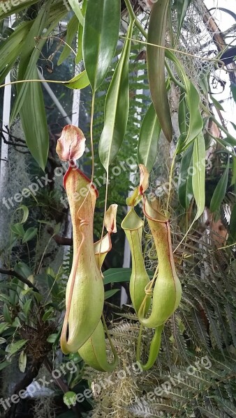 Pitcher Plant Fly Trap Pitcher Fly Carnivorous