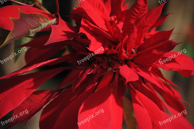 Poinsettia Christmas Winter Holiday Flower