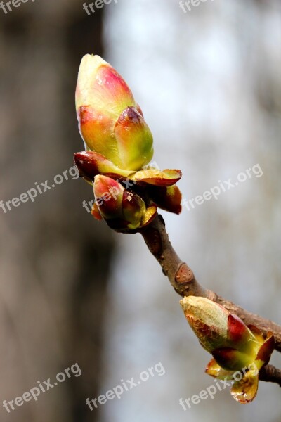 Bud Spring Tree Plant Nature