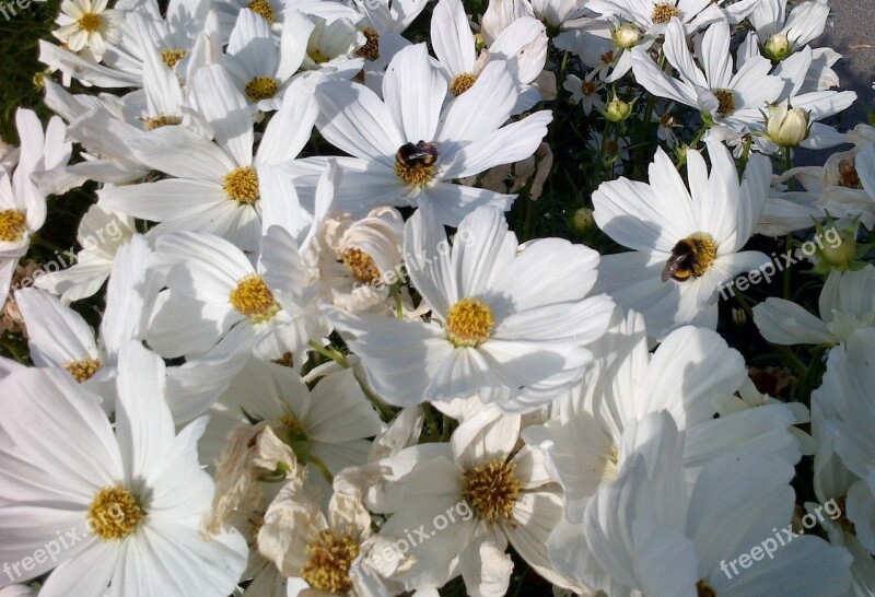 Marguerite Flower Flowering White White Flowers