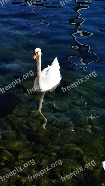 Swan Lake Lucerne Clear Water Animal