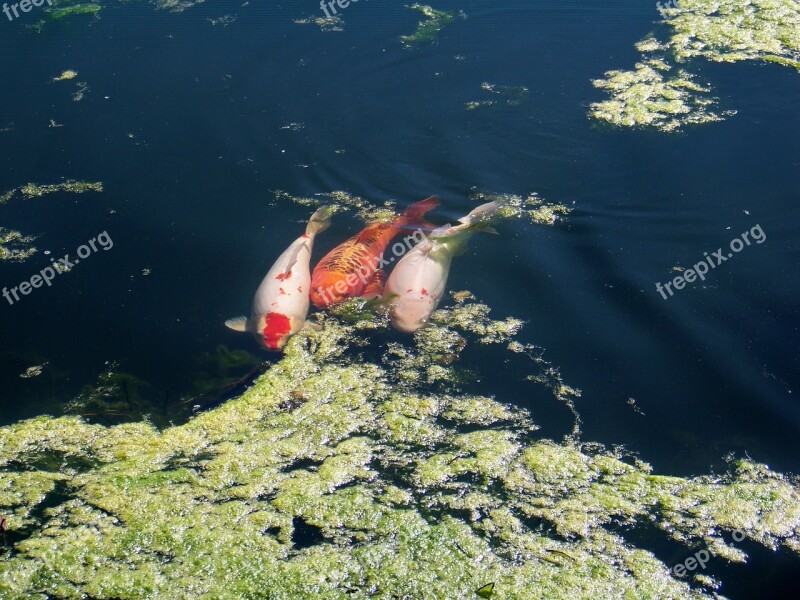 Carp Fish Lake Water Animal