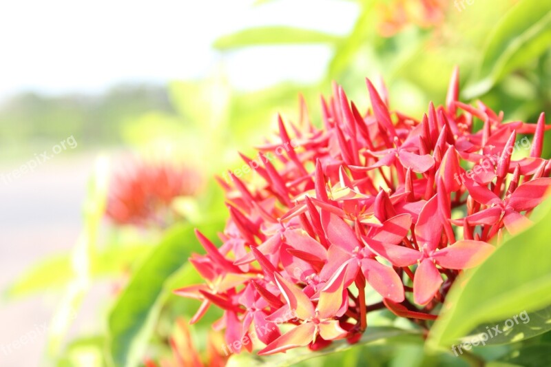 Flower Pin Flowers Face Red Flowers Free Photos