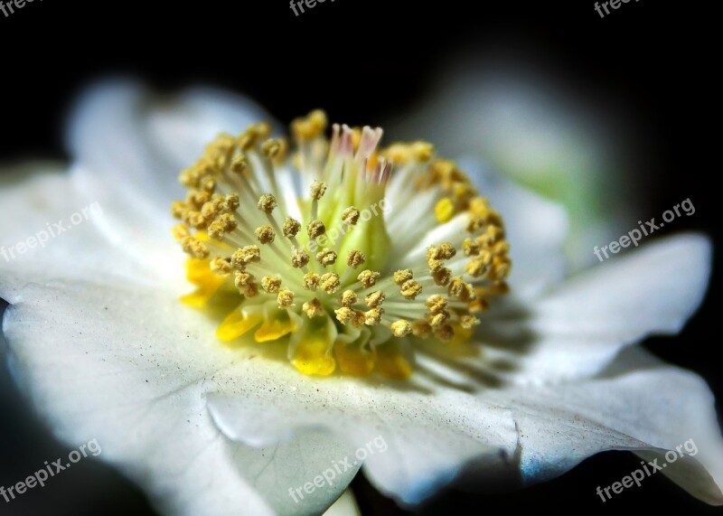 Helleborus Anemone Blanda Christmas Rose Blossom Bloom