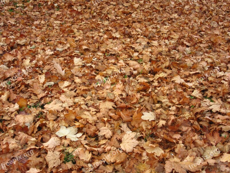 Maple Leaves Leaves Autumn Ground Discolored