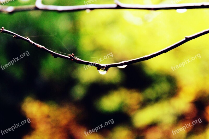 Branch Drop Of Water Drip Tree Nature