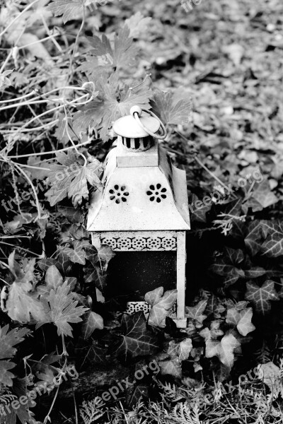 Lantern Garden Ivy Lighting Nature