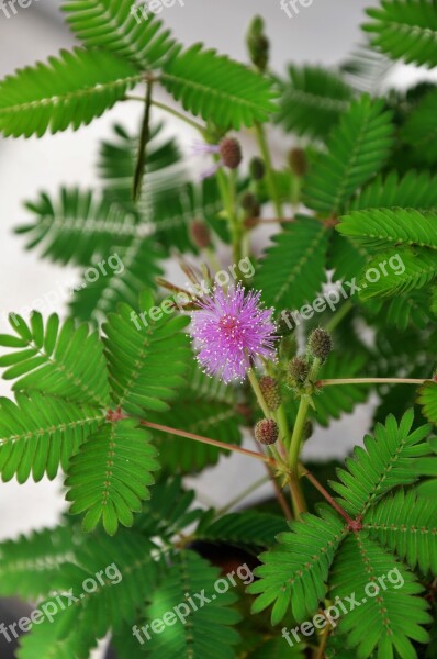 Mimosa Pudica Flower Pink Sensitive