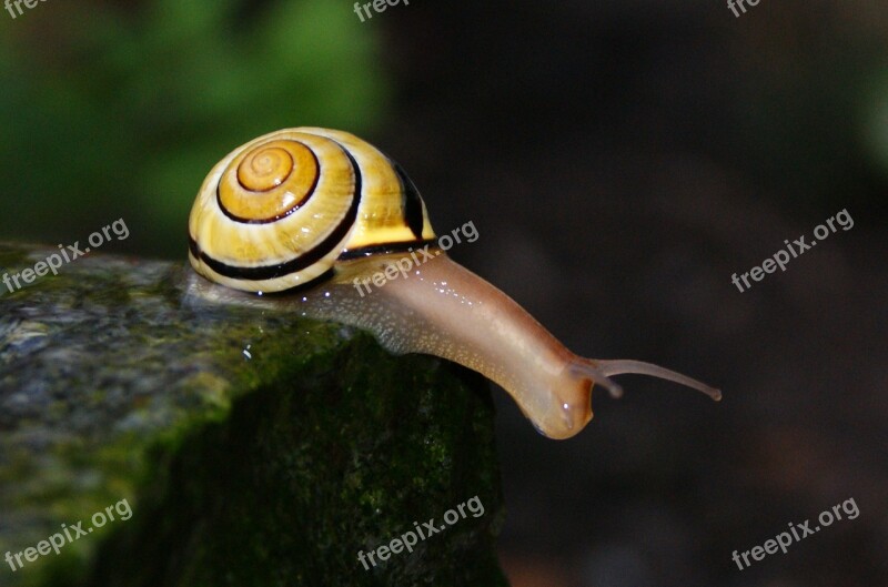 Snail Shell Filler Close Up Mollusk