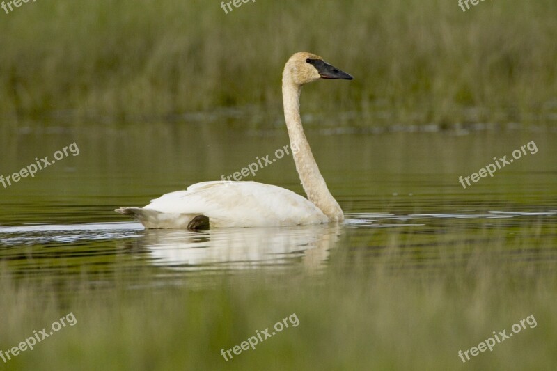 Trumpeter Swan Swimming Bird Waterfowl Wildlife