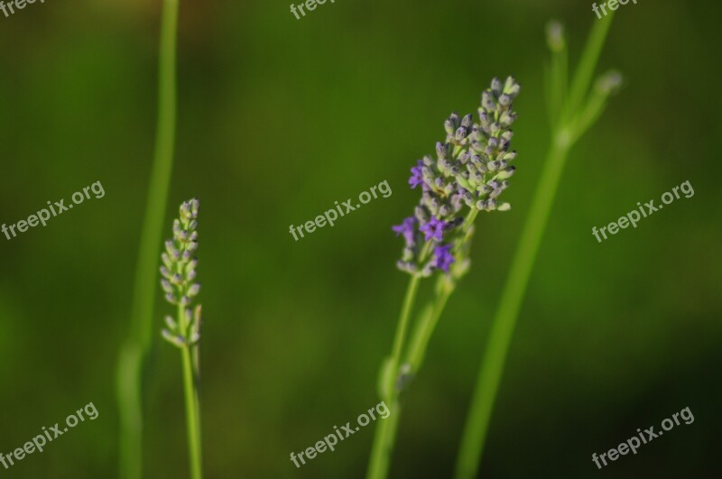 Lavender Plant Lavender In The Garden Purple Flower Flower