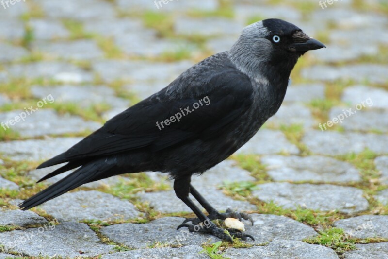 Jackdaw Corvus Monedula Raven Bird Songbird Corvidae