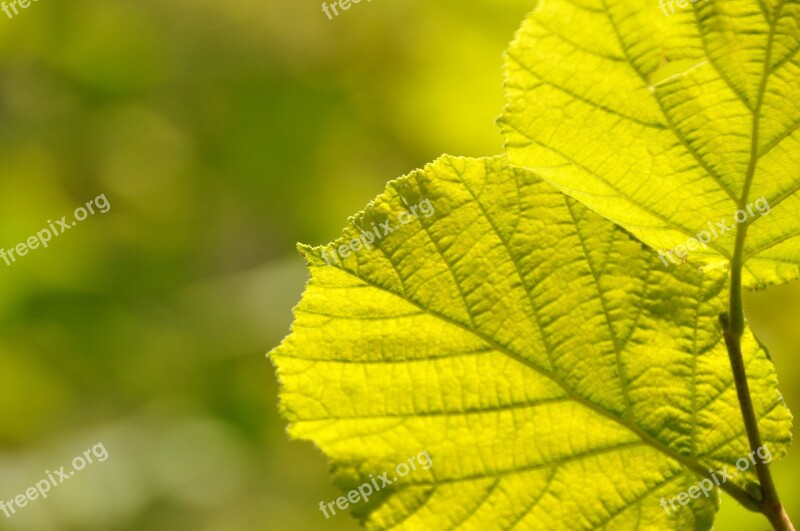 Leaves Nature Plant Of Course Close Up