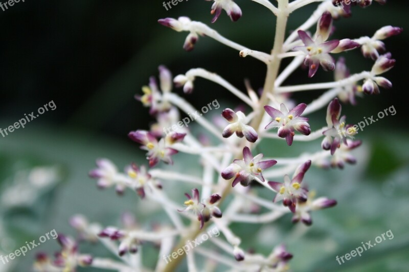 Flower Blossom Bloom Macro Flora