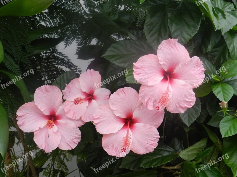 Hibiscus Pink Harmony Flowers Free Photos