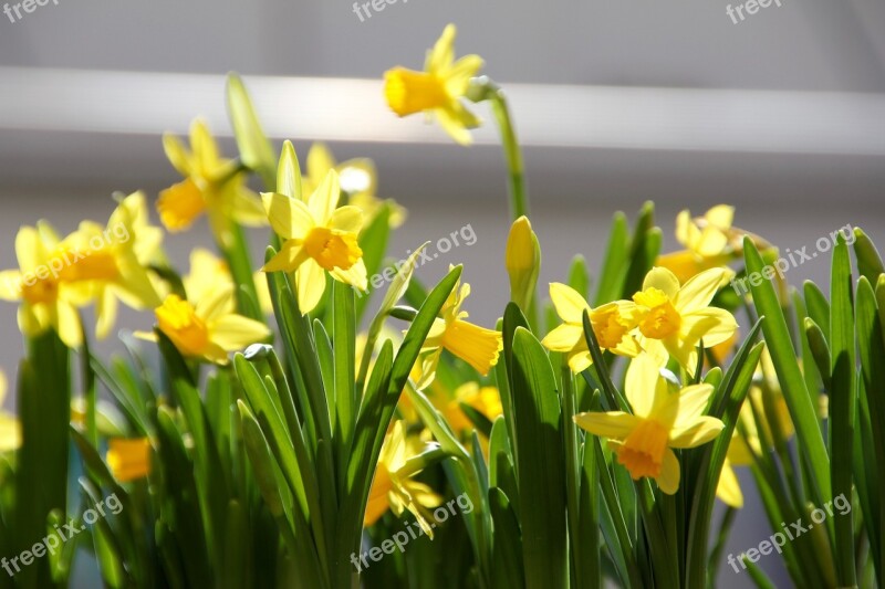 Easter Flowers Spring Yellow Flower Box