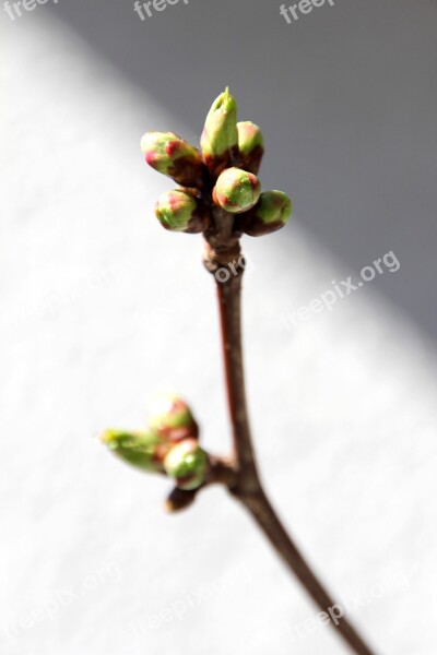 Bud Spring Tree Plant Nature