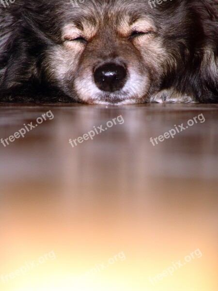 Dog Keeshond Snout Fur Pet