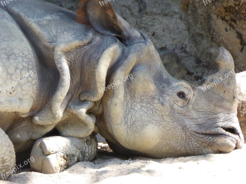 Rhinoceros Sad Endangered Wildlife Free Photos