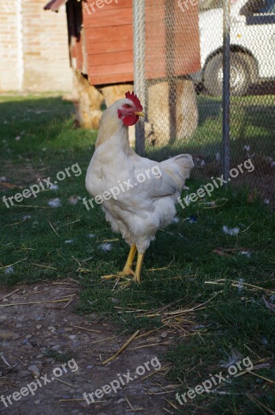 Hen Farm Bird Home Free Photos