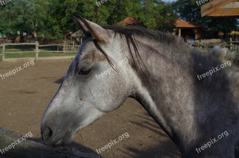 Horse Gray Animal Gallop Ride