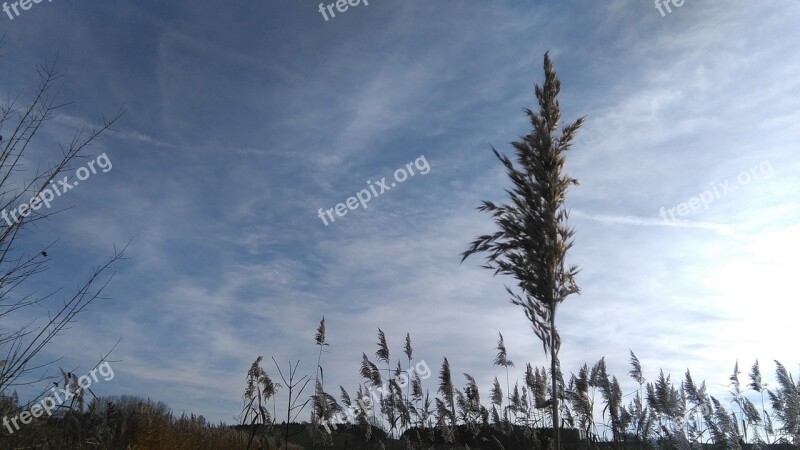 Sky Grass Arable Nature Grasses