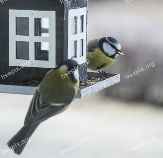 Small Birds Bird Table Bird Food Bird Seed