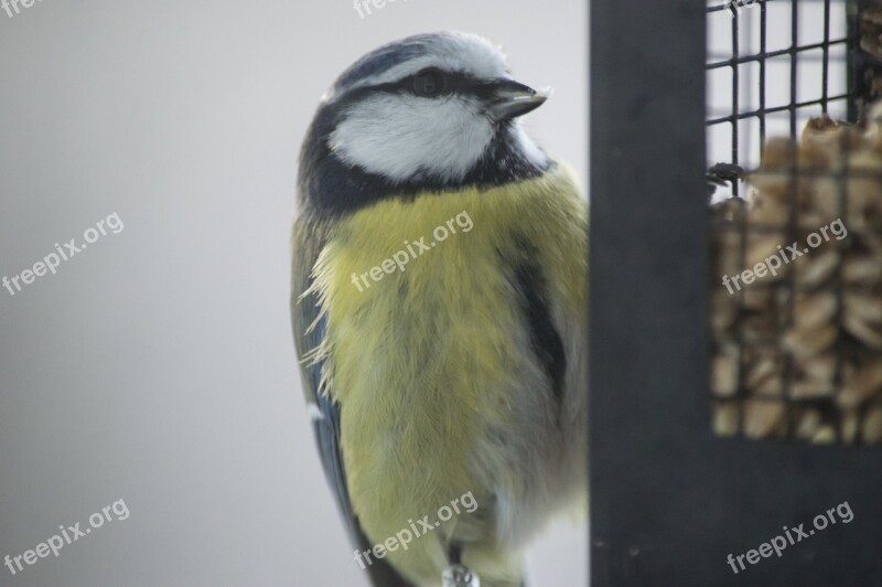 Small Birds Bird Table Bird Food Bird Seed