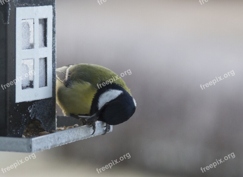 Small Birds Bird Table Bird Food Bird Seed