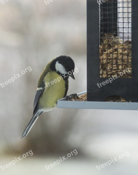 Small Birds Bird Table Bird Food Bird Seed