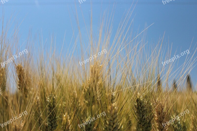 Ears Wheat Sky Nature Campaign