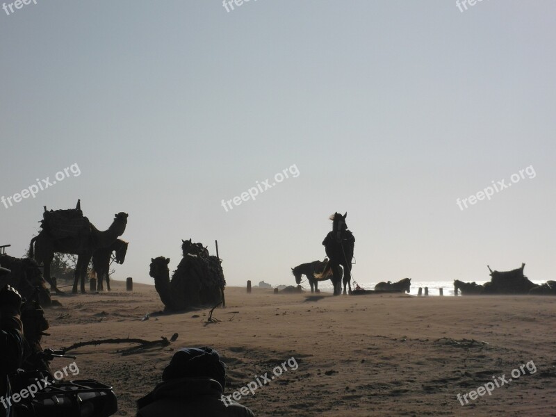 Camels Horses Beach Wind Essaouira