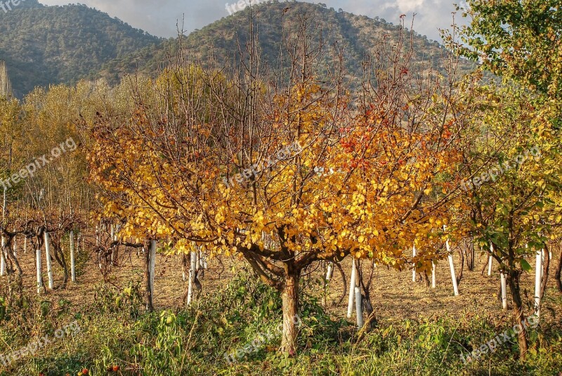 Autumn Sadness Leaves Free Photos