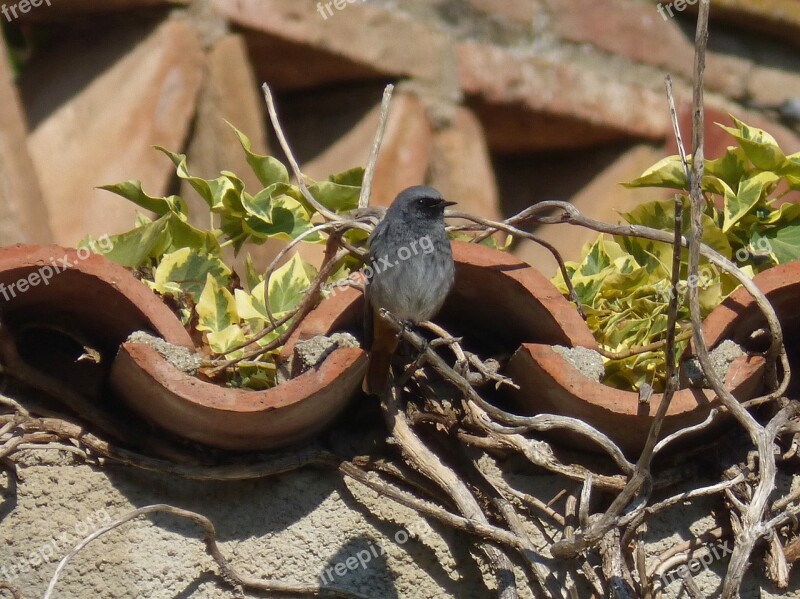 Black Redstart Phoenicurus Ochruros Bird Ivy Free Photos