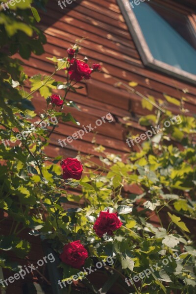 Cottage Roses Flowers Plant Summer