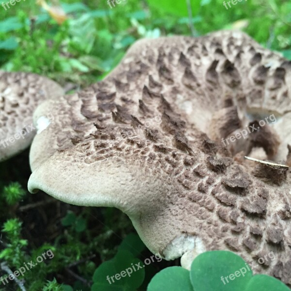 Mushroom Scaly Mark Free Photos