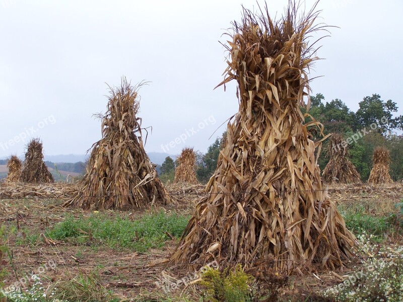 Amish Corn Shocks Free Photos