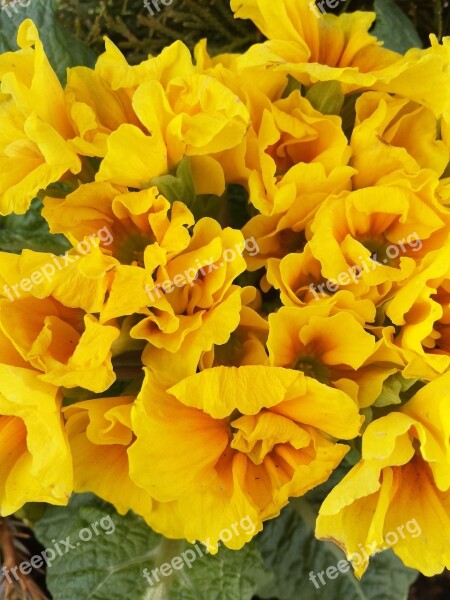 Primula Spring Spring Flowers Yellow Easter