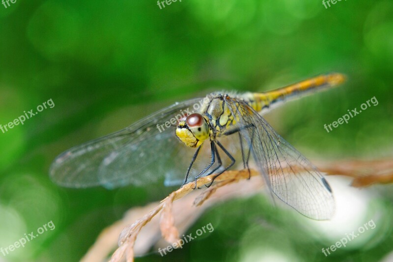 Ważka Insect Macro Sprig Wings