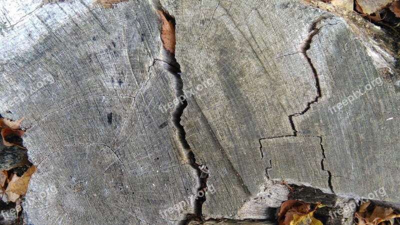 Tree Grates Annual Rings Wood Weathered Grain