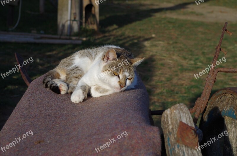 Cat Sleep Rest Strakatá Animal