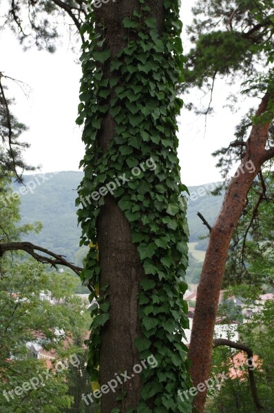 Tree Overgrown Ivy Crawl Free Photos