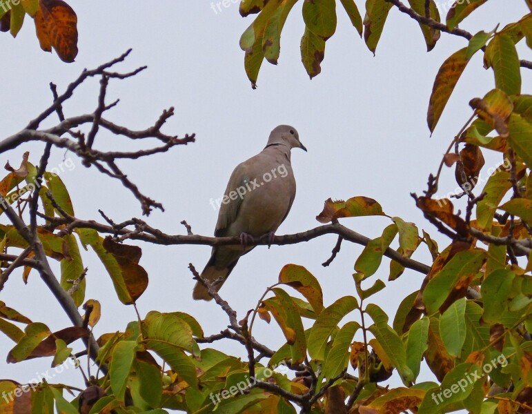 Turtledove Walnut Bird Branch Tree